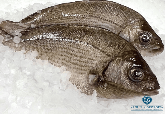 DORADE GRISE 800G+