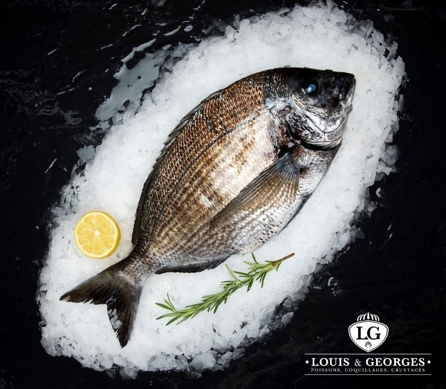 DORADE GRISE LIGNE 3/500