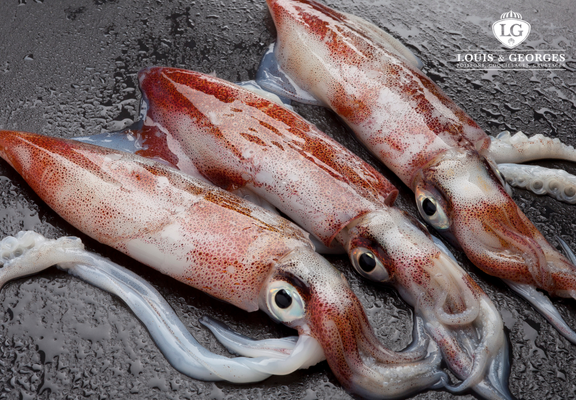 ENCORNET 500+ PT.BATEAU