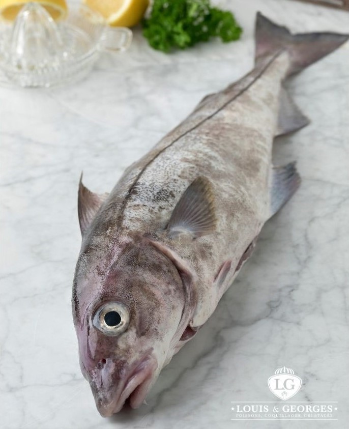 FILET D'EGLEFIN  GROS  MAIN