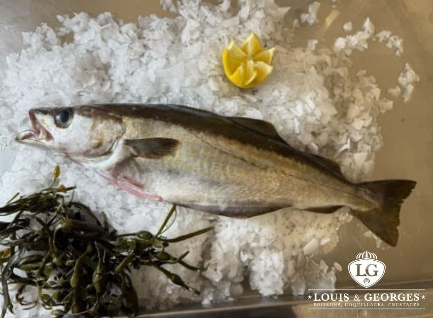 FILET LIEU JAUNE MOY