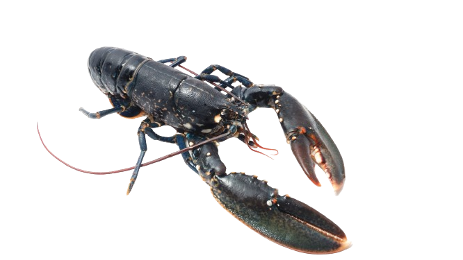 Homard européen frais 8/1000