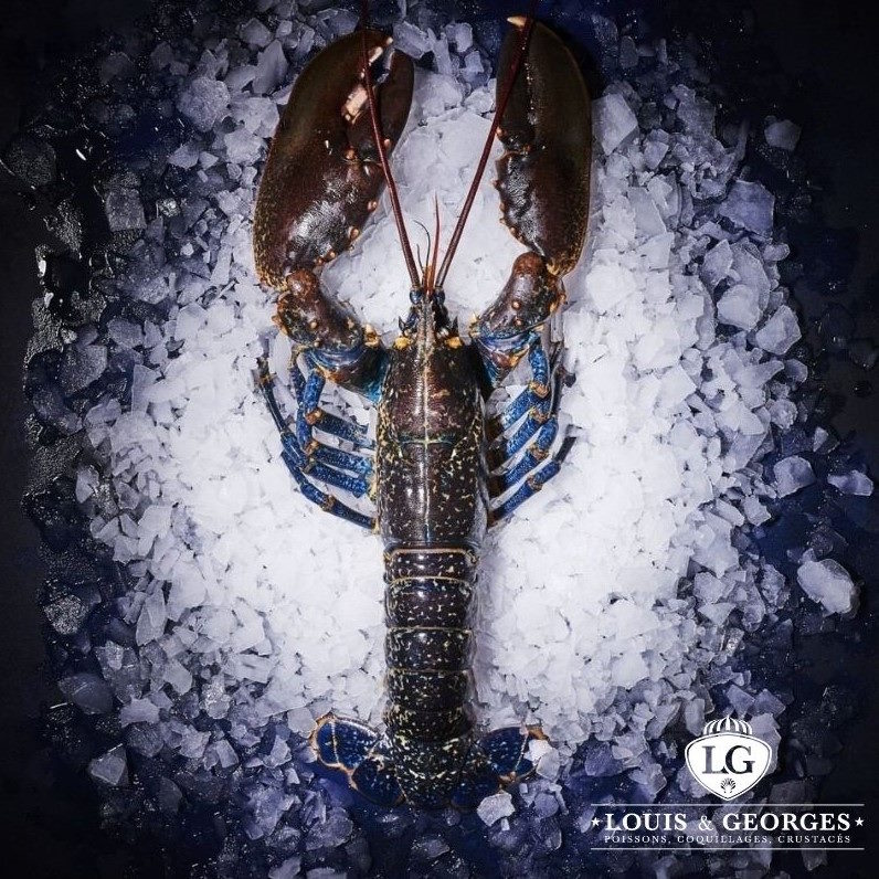 HOMARD EUROPEEN 4/600