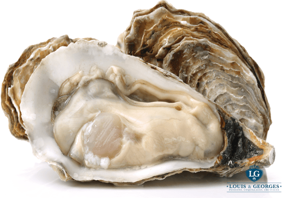 HUITRES N°3 LA PAIMPOLAISE DU LARGE