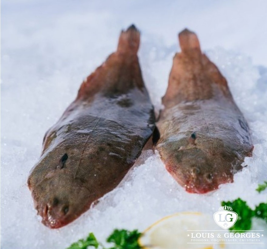 SOLE 2/300 PT.BATEAU