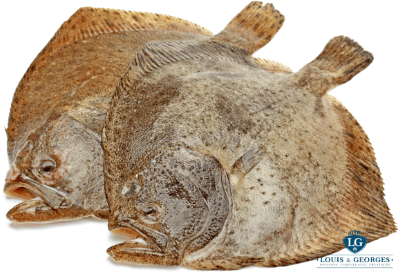 TURBOT +4KG