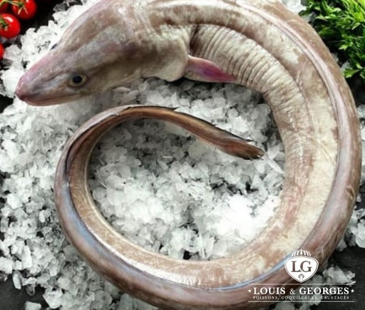 [CONGRE T2] CONGRE 5/7