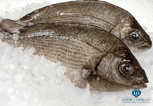 [DORADE T3] DORADE GRISE 3/500