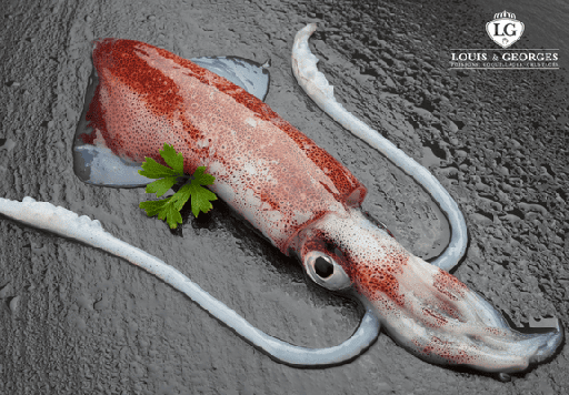 [ENC T5] ENCORNET -100 PT.BATEAU