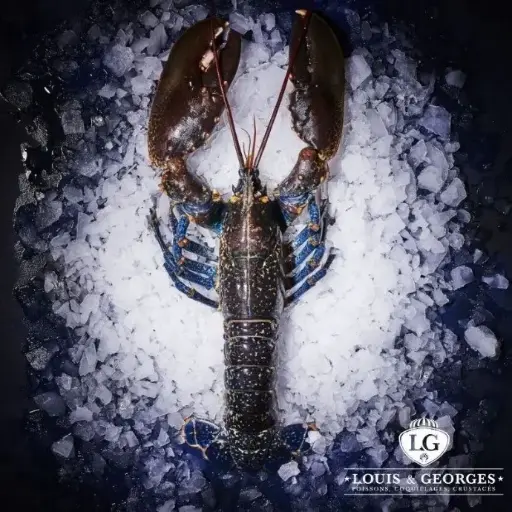[HOM CANADA  8/1] Homard Européen 8/1000