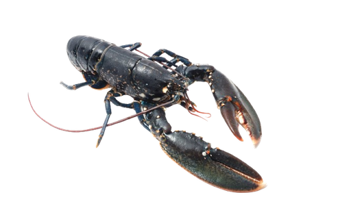 [HOM CANADA  8/1] Homard européen frais 8/1000