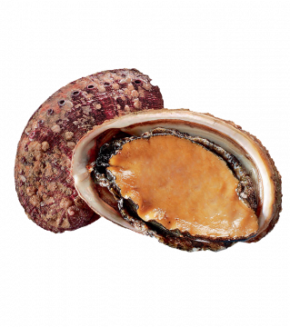 [ORM] ORMEAUX BRETAGNE