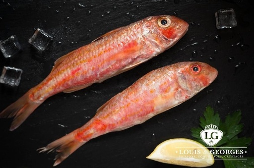 [BBET3/500A] ROUGET BARBET 3/500 P/FILET